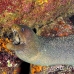 moray_spotted_fine_wolf_h_0218_ecu0708.jpg